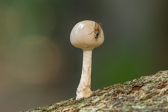 Paddenstoelen 2025-054