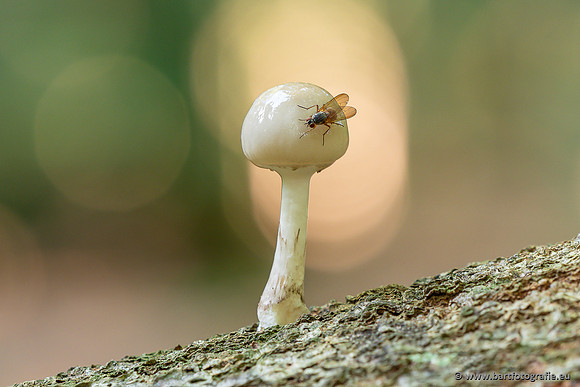 Paddenstoelen 2025-055