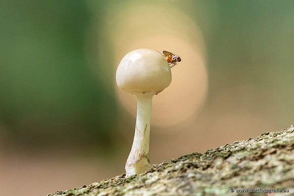 Paddenstoelen 2025-056