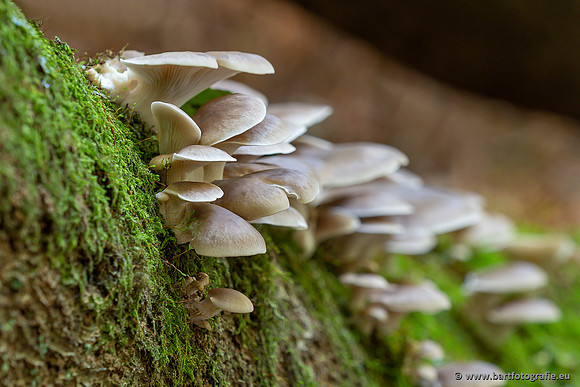 Paddenstoelen 2025-057
