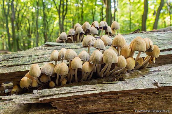 Paddenstoelen 2025-058