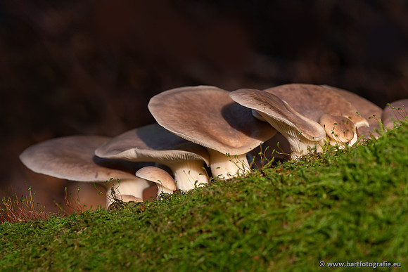 Paddenstoelen 2025-059