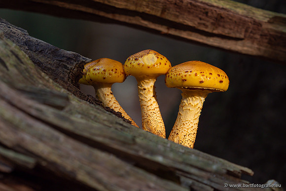 Paddenstoelen 2025-060