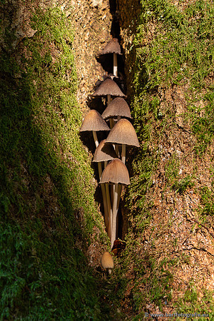 Paddenstoelen 2025-061
