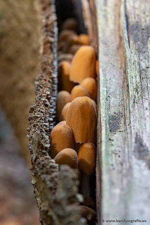 Paddenstoelen 2025-062