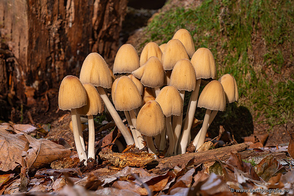 Paddenstoelen 2025-063