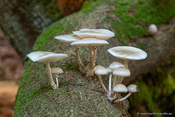 Paddenstoelen 2025-065