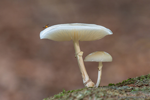 Paddenstoelen 2025-064