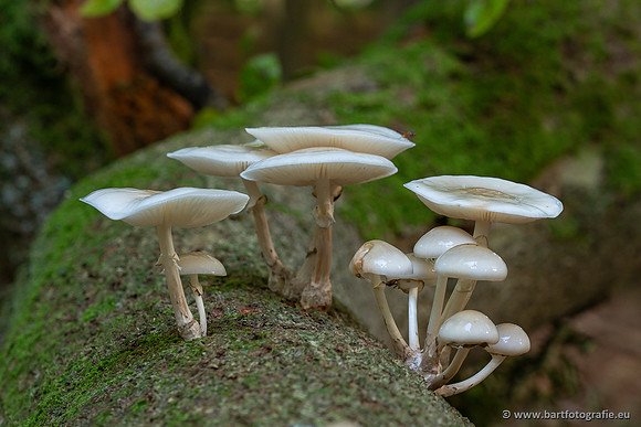 Paddenstoelen 2025-066