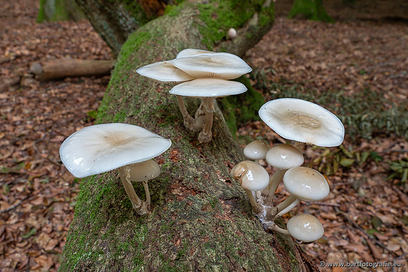 Paddenstoelen 2025-068