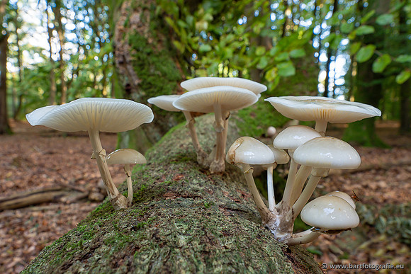 Paddenstoelen 2025-067