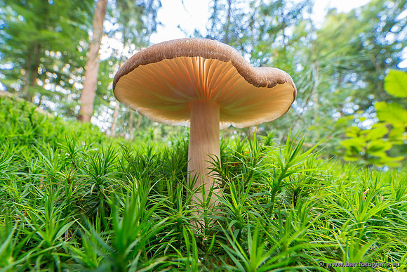 Paddenstoelen 2025-069