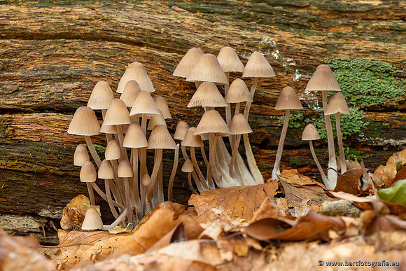 Paddenstoelen 2025-070