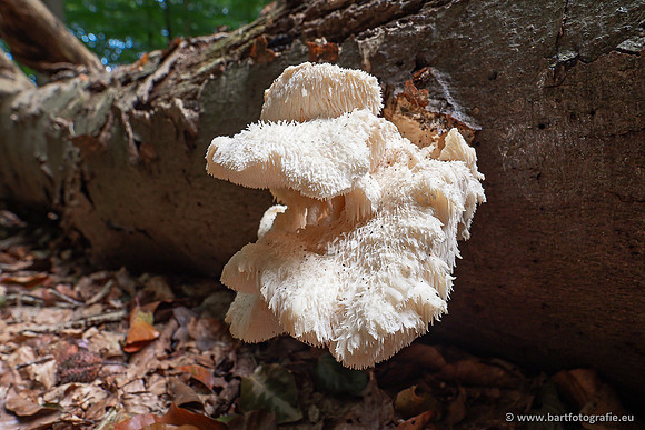 Paddenstoelen 2025-071
