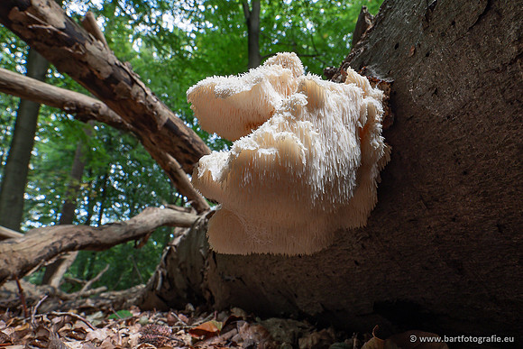 Paddenstoelen 2025-072