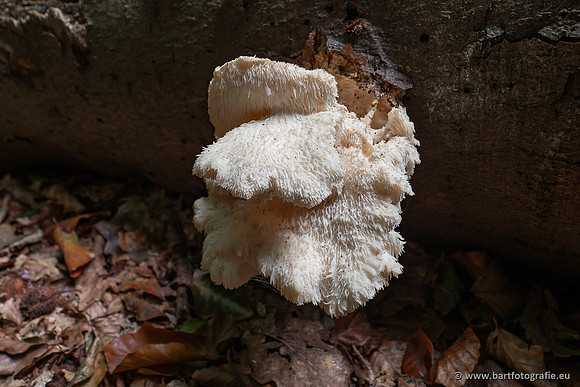 Paddenstoelen 2025-074