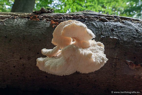 Paddenstoelen 2025-073