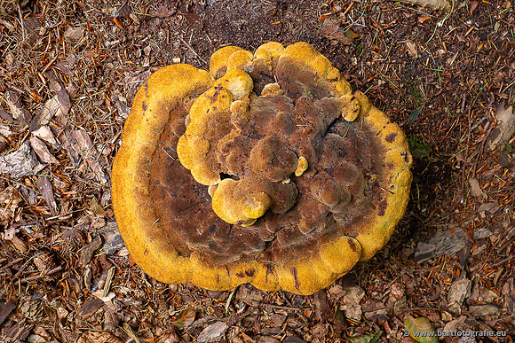 Paddenstoelen 2025-041