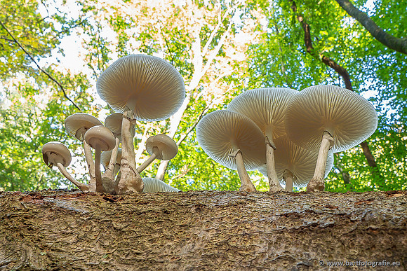 Paddenstoelen 2025-050