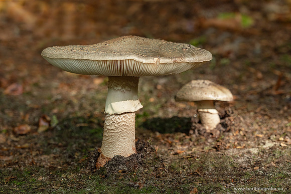 Paddenstoelen 2025-092