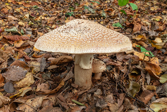 Paddenstoelen 2025-100