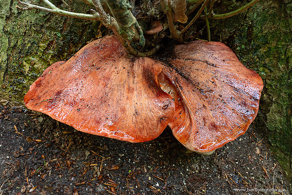 Paddenstoelen 2025-081