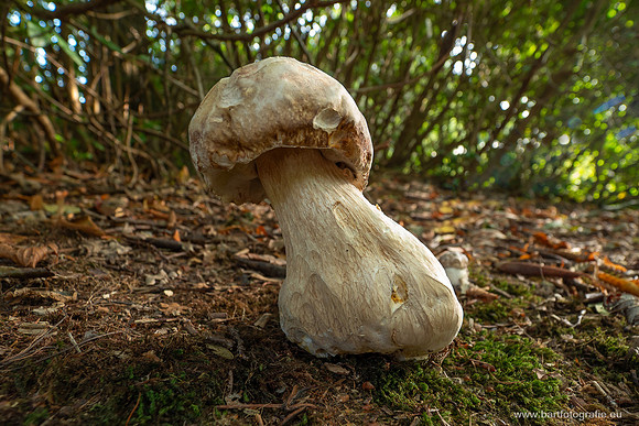 Paddenstoelen 2025-110