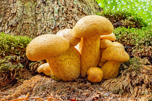 Paddenstoelen 2025-129