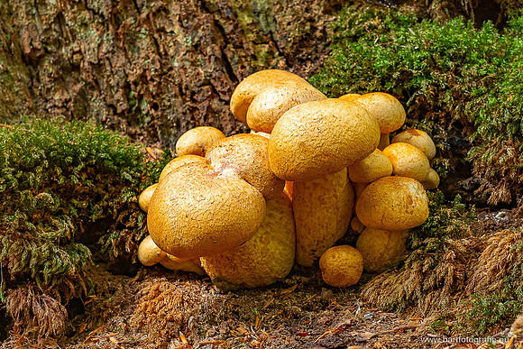 Paddenstoelen 2025-131