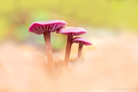 Paddenstoelen 2025