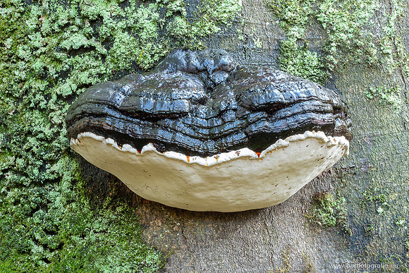 Paddenstoelen 2025-156