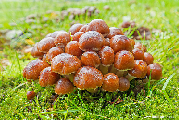Paddenstoelen 2025-209