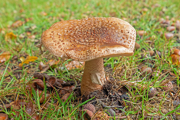 Paddenstoelen 2025-210