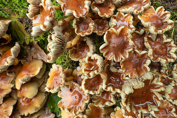 Paddenstoelen 2025-213