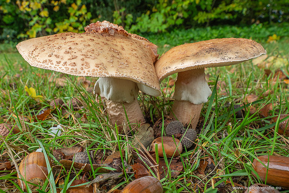 Paddenstoelen 2025-211