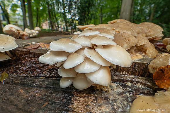 Paddenstoelen 2025-214