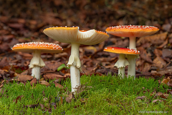 Paddenstoelen 2025-215