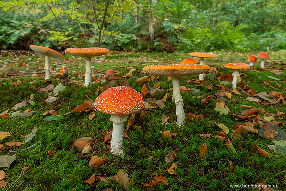 Paddenstoelen 2025-216