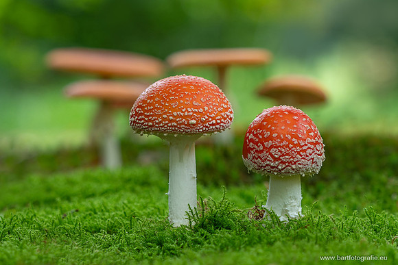 Paddenstoelen 2025-219