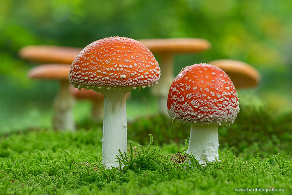 Paddenstoelen 2025-220