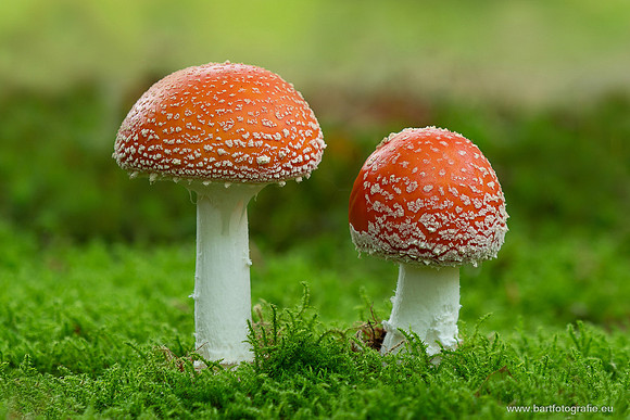 Paddenstoelen 2025-221