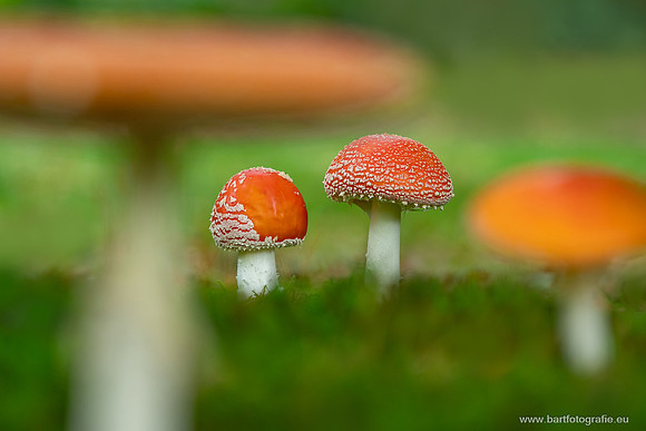Paddenstoelen 2025-223