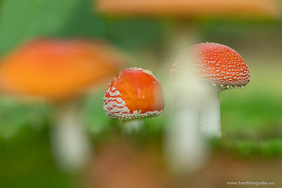 Paddenstoelen 2025-224