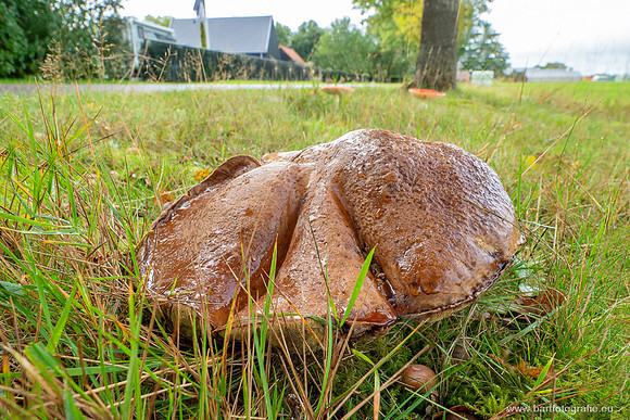 Paddenstoelen 2025-225