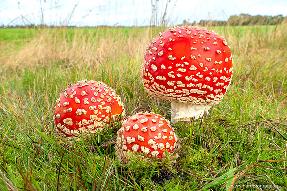 Paddenstoelen 2025-227