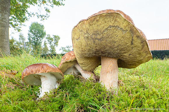 Paddenstoelen 2025-228