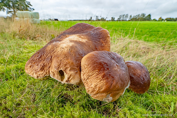 Paddenstoelen 2025-230