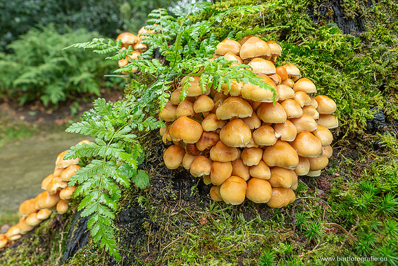 Paddenstoelen 2025-212