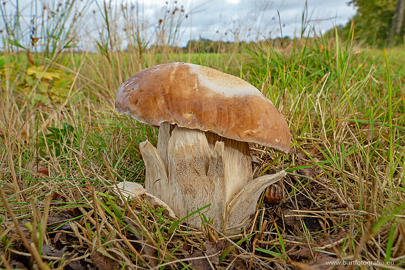 Paddenstoelen 2025-231