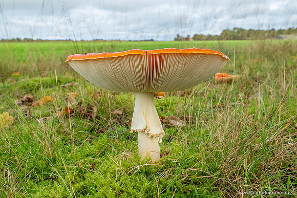 Paddenstoelen 2025-232